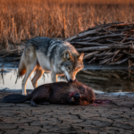 camera-traps-capture-a-wolf-killing-a-beaver-and-emptying-its-drought-hit-pond