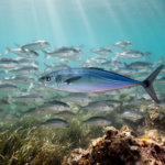 juvenile-blue-runner-fish-sneak-into-salema-schools-in-mediterranean-first
