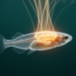 zebrafish-tectum-integrates-visual-and-auditory-threat-cues-to-sharpen-escape-decisions