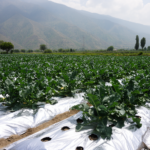 silver-mulch-led-broccoli-yield-in-one-season-kashmir-field-trial
