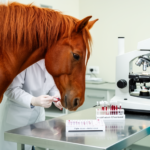 blood-cell-assay-fails-to-distinguish-gastric-ulcers-in-experimental-horse-study