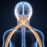 why-the-right-brain-runs-the-left-body:-an-evolutionary-story-of-crossed-wiring