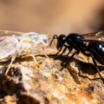 two-glassy-and-obsidian-like-parasitoid-wasp-species-discovered-in-xizang,-china