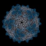 collaboration-and-roadmaps-key-to-capsid-accessibility