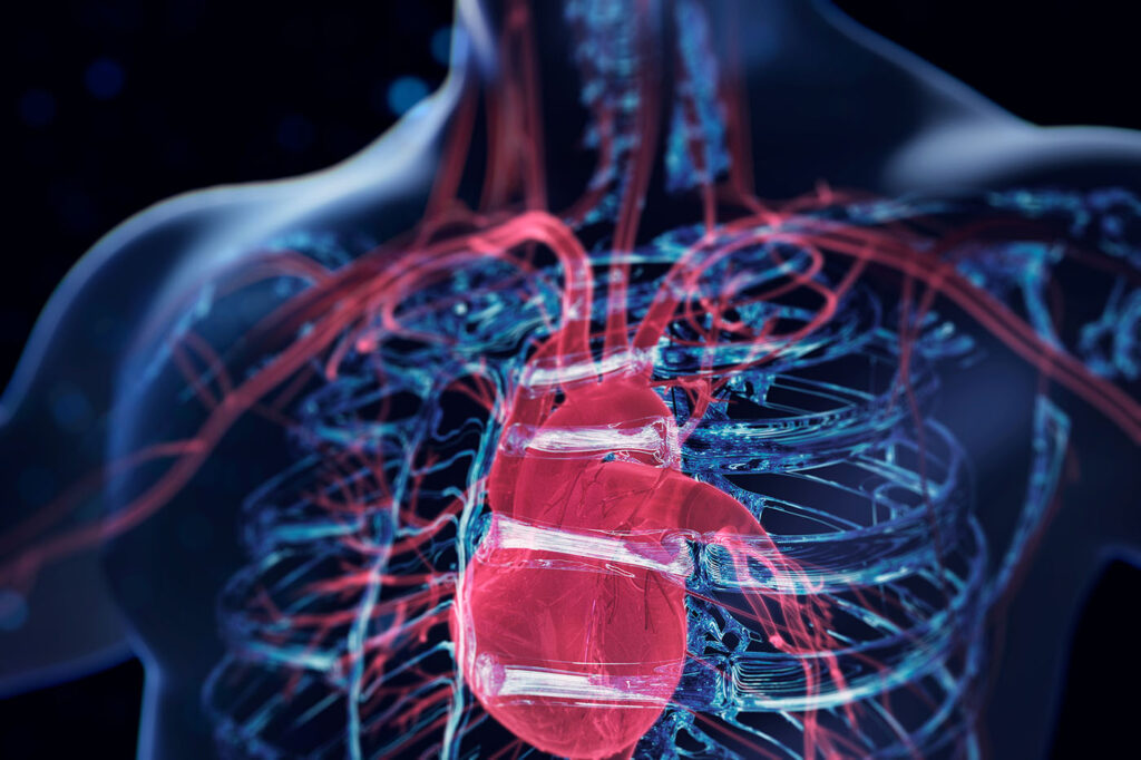 how-the-heart-stays-strong-with-mct1-dependent-mitochondrial-lactate-import